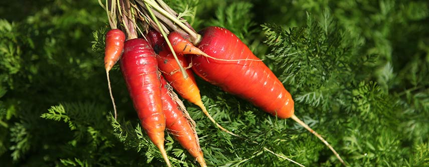 biodynamie - légumes racine - potager bio