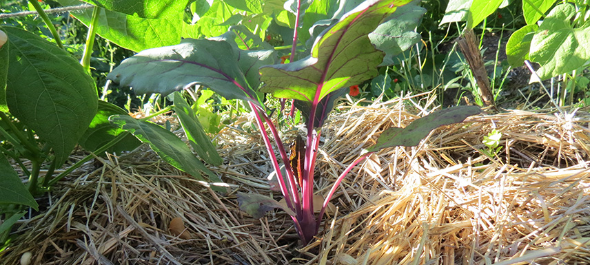 potager chou-rave bio