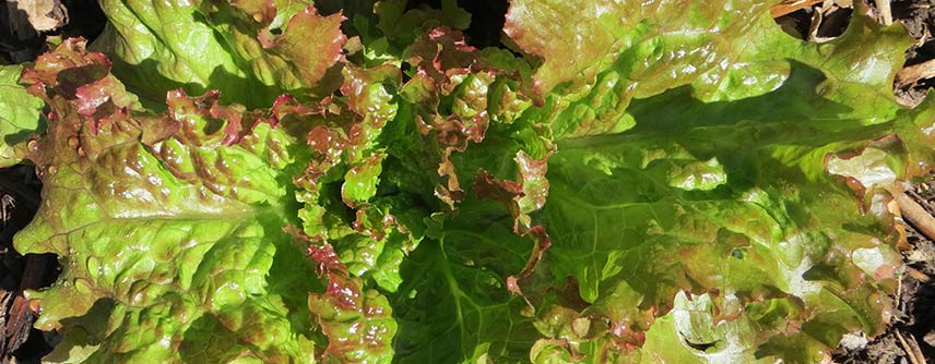 biodynamie - légumes feuille - potager bio