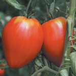 semences de tomate tardive bio