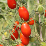 semences de tomate rouge bio