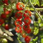 semences de tomate rouge bio