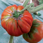 semences tomate bio