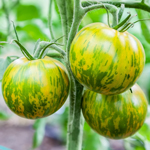 semences de tomate bio