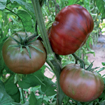 semences de tomate noir bio
