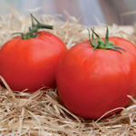 semences de tomates precoce bio