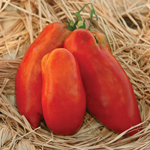 semence de tomate allongée bio