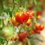 semence de tomate bio