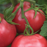 semences de tomates rose bio