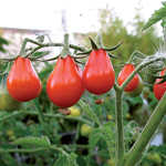 semences tomate bio