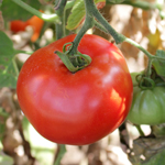 semences bio tomate