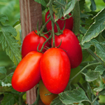 semence de tomate allongée bio