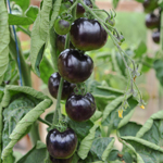 semence de tomate noir bio