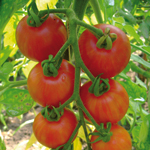 semences tomate bio