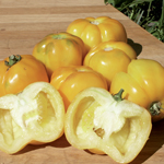 semence de tomate jaune bio
