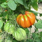 semences de tomate precoce bio