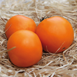 semences tomate orange bio