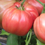 Semences de tomate precoce bio
