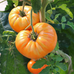 semences de tomates precoce bio