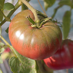 semences de tomate precoce bio