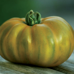 semences tomate bio