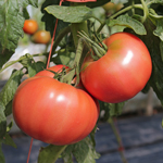 semence de tomate rose bio
