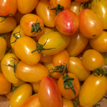 semence de tomate orange bio