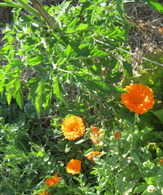 culture associée de tomate