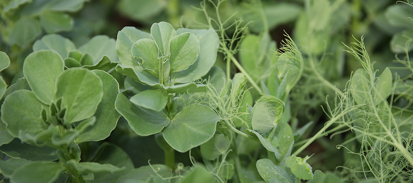 engrais vert bio- ferme semencière