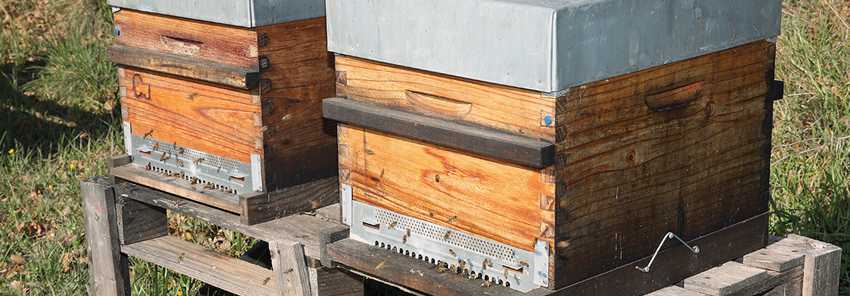 ruche - abeille - ferme semencière