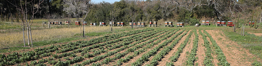 ruche - abeille - ferme semencière