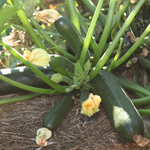 semences Courgette Black Beauty