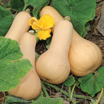 courge butternut semences bio