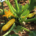 semences bio Courgette jaune