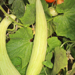 semences bio Concombre arménien