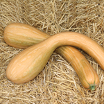 courge longue de Nice semences bio