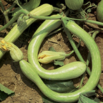 courge Tromba d'Albenga semences bio