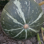 courge potimarron Green Hokkaido semences bio