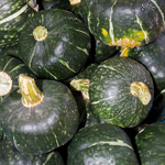 Buttercup courge semences bio