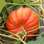 courge Rouge vif d’Etampes semences bio