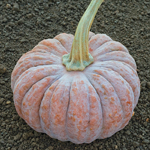 courge Futsu Black semences bio