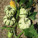 courge Patidou semences bio