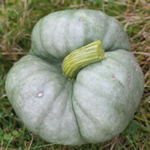 courge Tristar semences bio