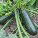 semences bio Courgette verte des Maraîchers