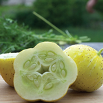 semences bio Concombre Lemon