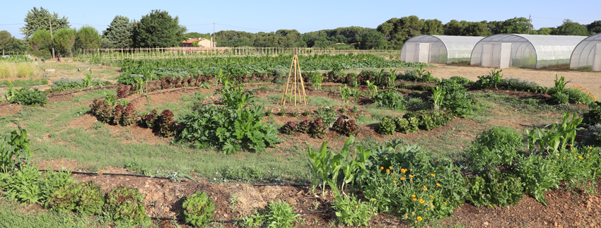 ferme semenciere bio - permaculture