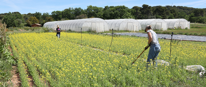 ferme semenciere bio - mizuna