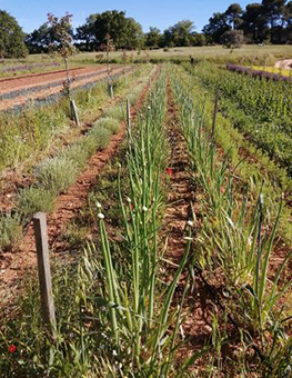 Ferme semenciere bio - Oignon rouge de Simiane