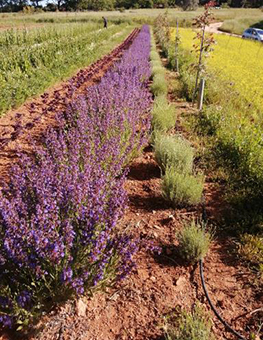 Ferme semenciere bio - Sauge officinale