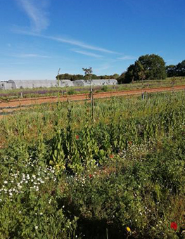 Ferme semenciere bio - Chicorée hâtive de Hollande